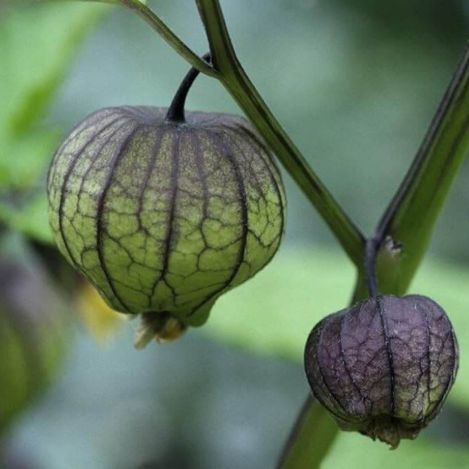 Purple tomatillo seeds - Vegetable Plant