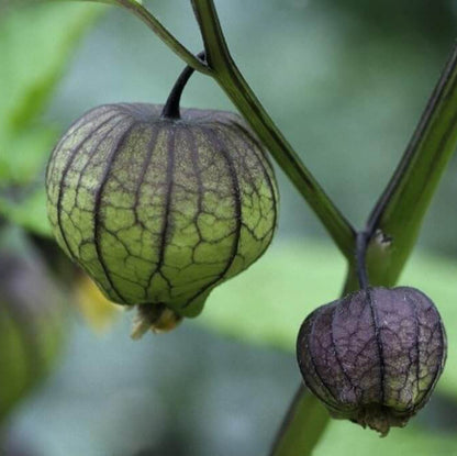 Purple tomatillo seeds - Vegetable Plant
