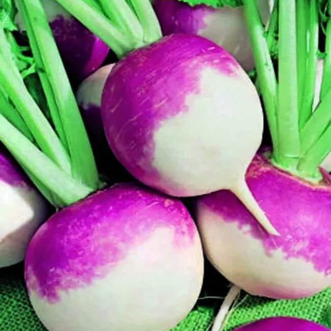 Purple top white globe turnip seeds - Vegetable Plant