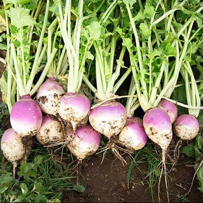 Purple top white globe turnip seeds - Vegetable Plant