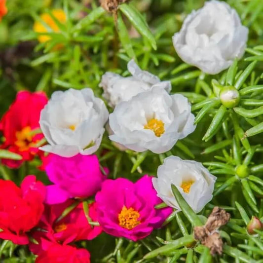 Purslane Flower Seeds