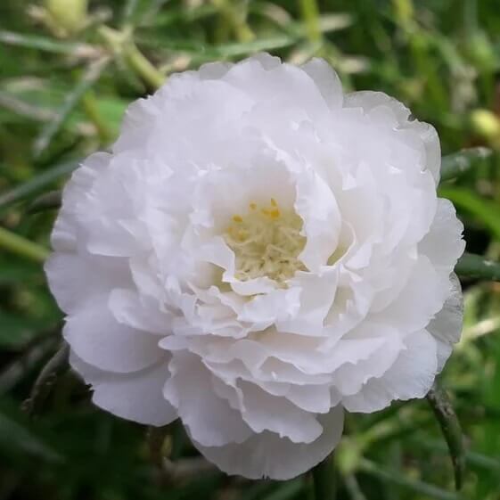 Purslane Flower Seeds