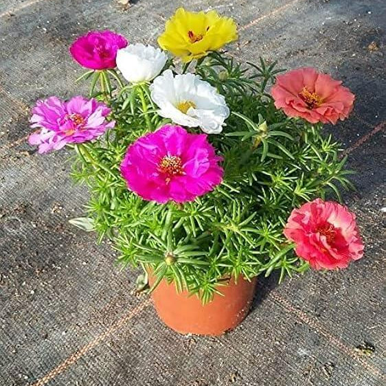 Purslane Flower Seeds