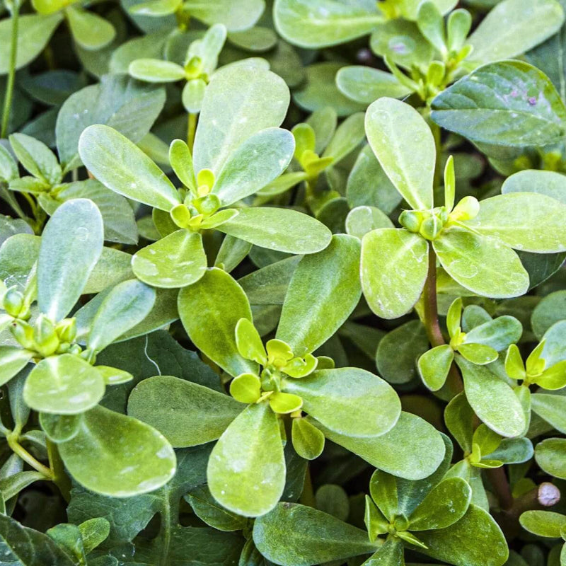 Purslane Seeds