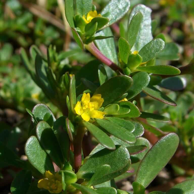 Purslane Seeds