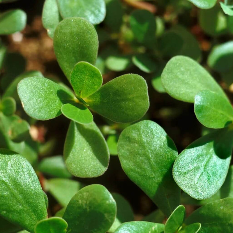 Purslane Seeds