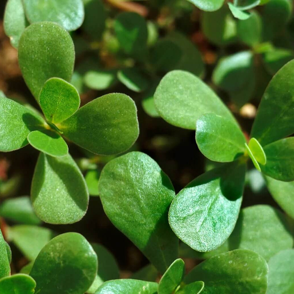 Purslane Seeds - Herbal Plant for Home Gardens