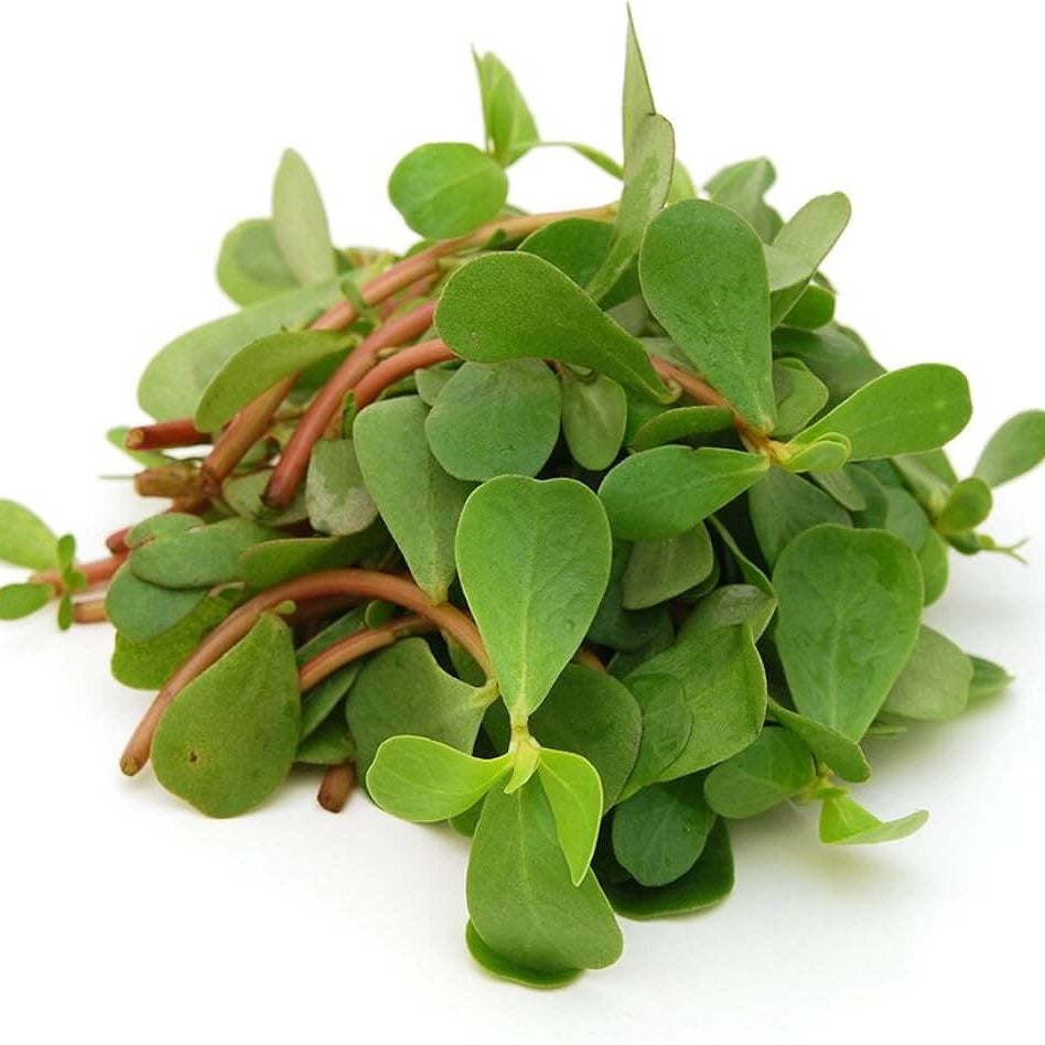 Purslane Seeds - Herbal Plant for Home Gardens