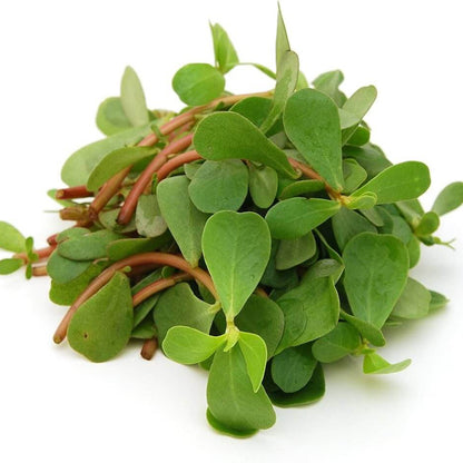 Purslane Seeds - Herbal Plant for Home Gardens
