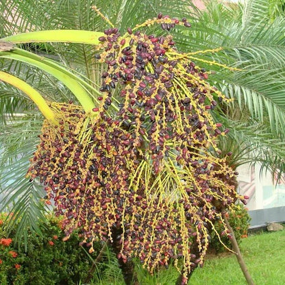 Pygmy Palm Seeds 