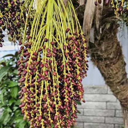 Pygmy Palm Seeds 
