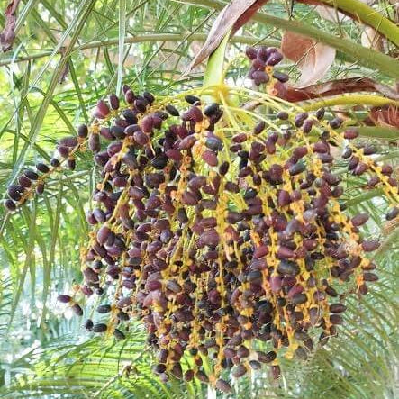 Pygmy Palm Seeds 