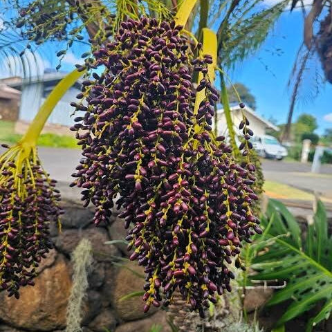 Pygmy Palm Seeds 