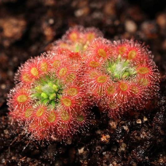 Pygmy Sundew Seeds 