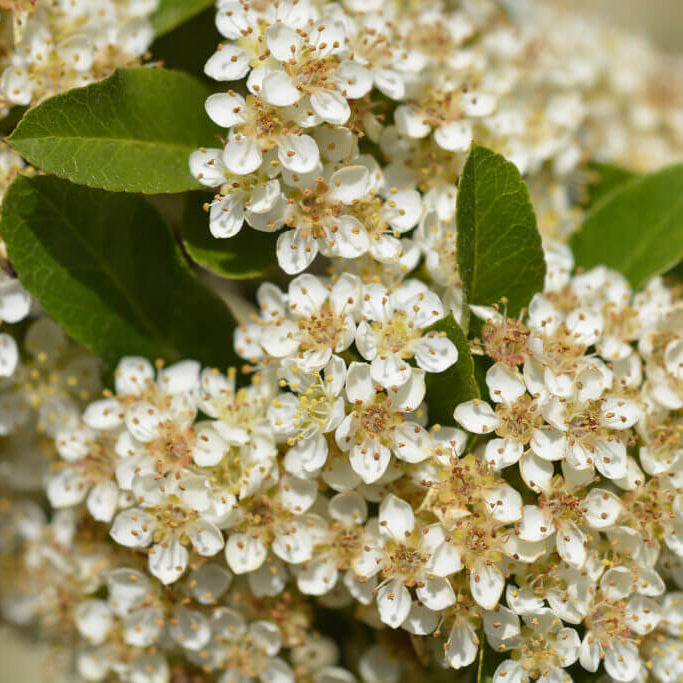 Pyracantha Seeds - Flower Plant for Home Gardens