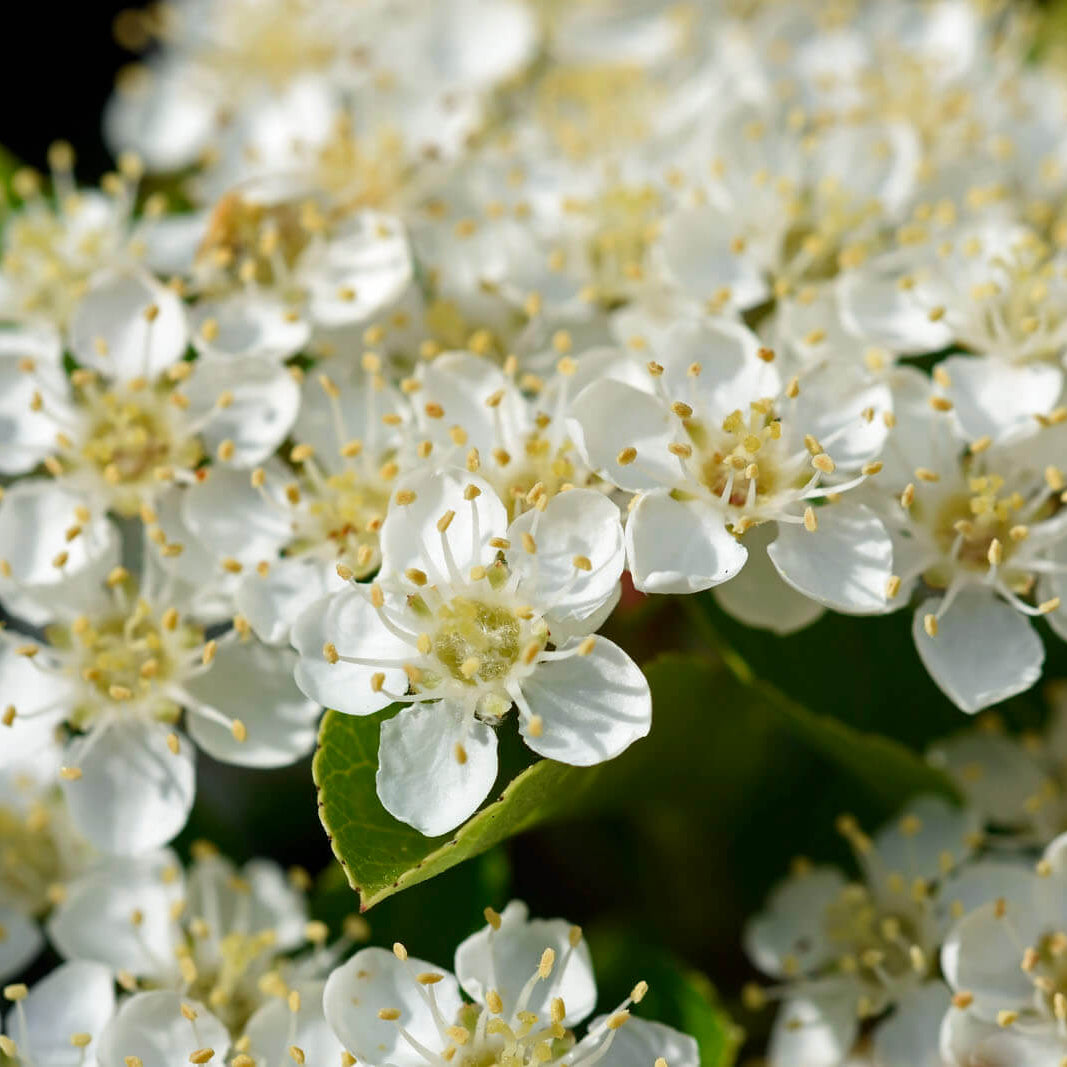 Pyracantha Seeds - Flower Plant for Home Gardens