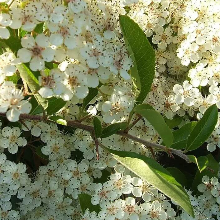 Pyracantha Seeds - Flower Plant for Home Gardens