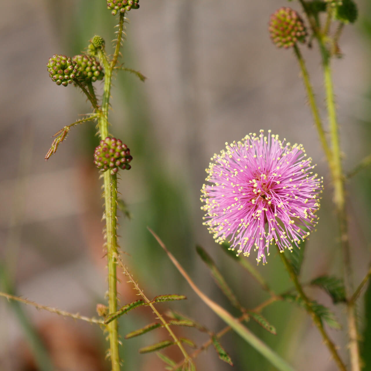 Quadrivalvis Mimosa Seeds 