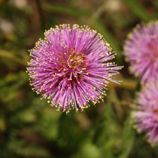 Quadrivalvis Mimosa Seeds 