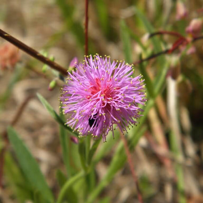 Quadrivalvis Mimosa Seeds 