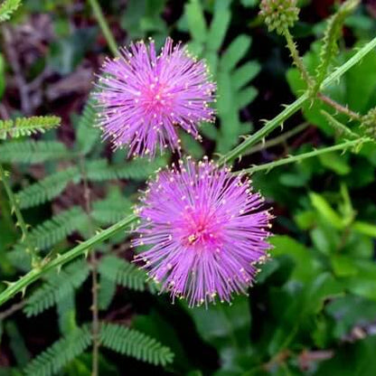 Quadrivalvis Mimosa Seeds 