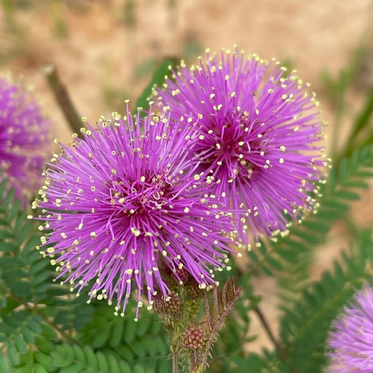 Quadrivalvis Mimosa Seeds 