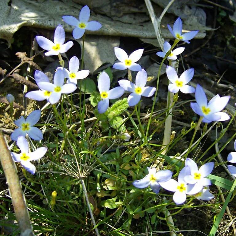 Quaker Ladies Seeds