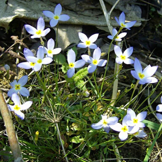 Quaker Ladies Seeds