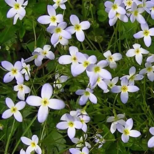 Quaker Ladies Seeds