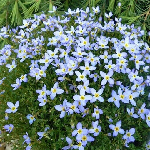 Quaker Ladies Wildflower Seeds