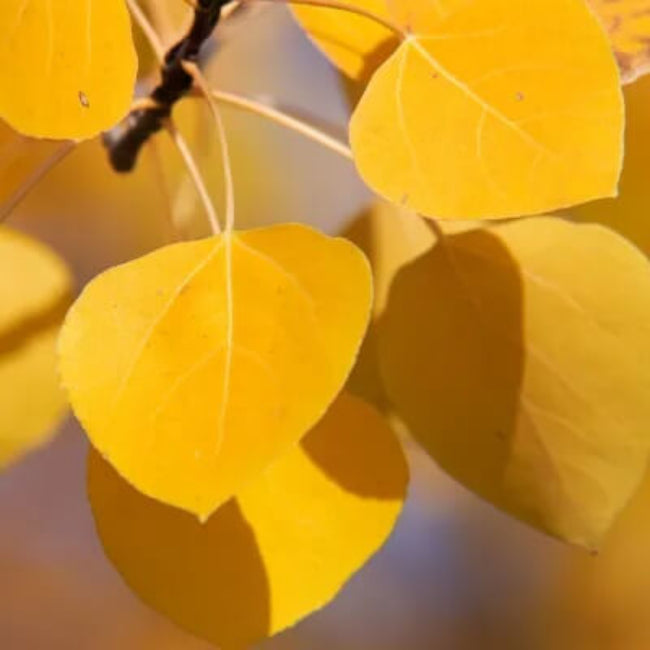Quaking Aspen Seeds - Flower Plant