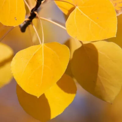 Quaking Aspen Seeds - Flower Plant