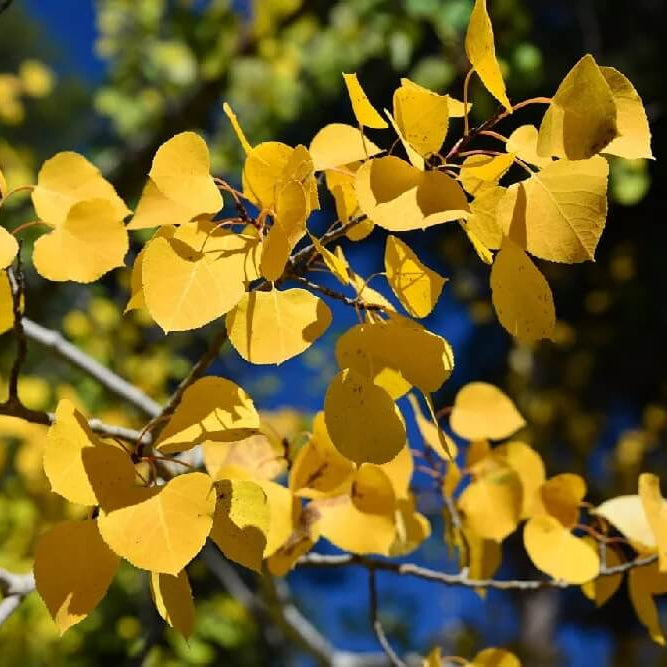 Quaking Aspen Seeds 