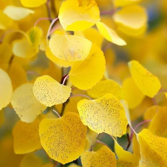 Quaking Aspen Seeds 
