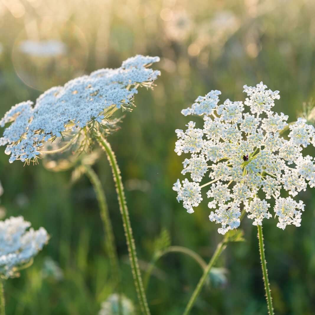 Queen Anne’s Lace Seeds