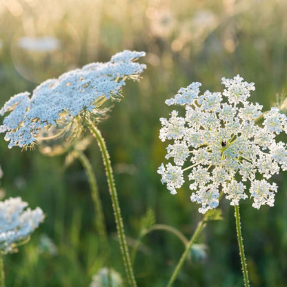 Queen Anne’s Lace Seeds