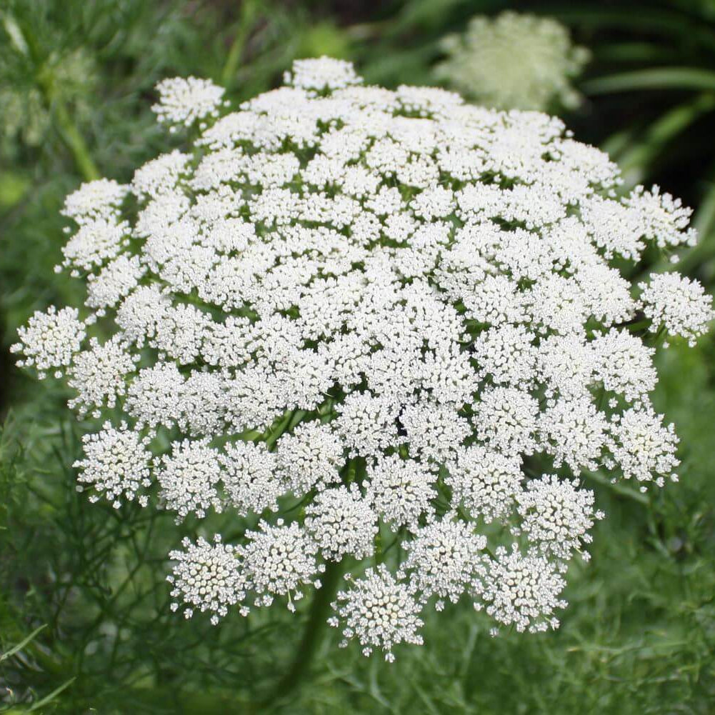 Queen Anne’s Lace Seeds