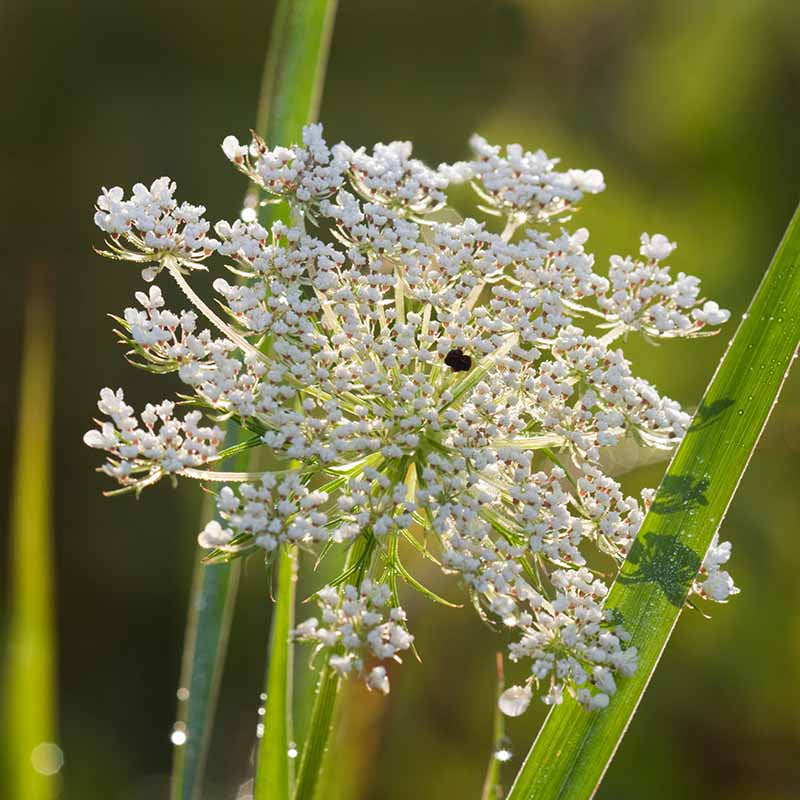 Queen Anne’s Lace Seeds