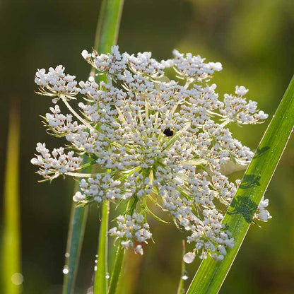 Queen Anne’s Lace Seeds