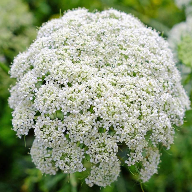 Queen Anne’s Lace Seeds