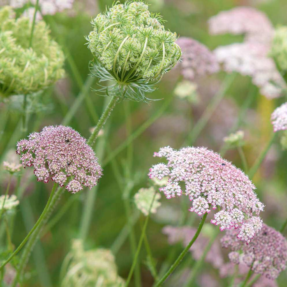 Queen Anne’s Lace Seeds