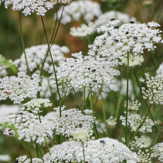 Queen Anne's Lace Seeds - Flower Plant