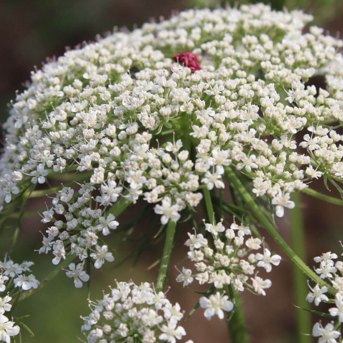 Queen Anne's Lace Seeds - Flower Plant