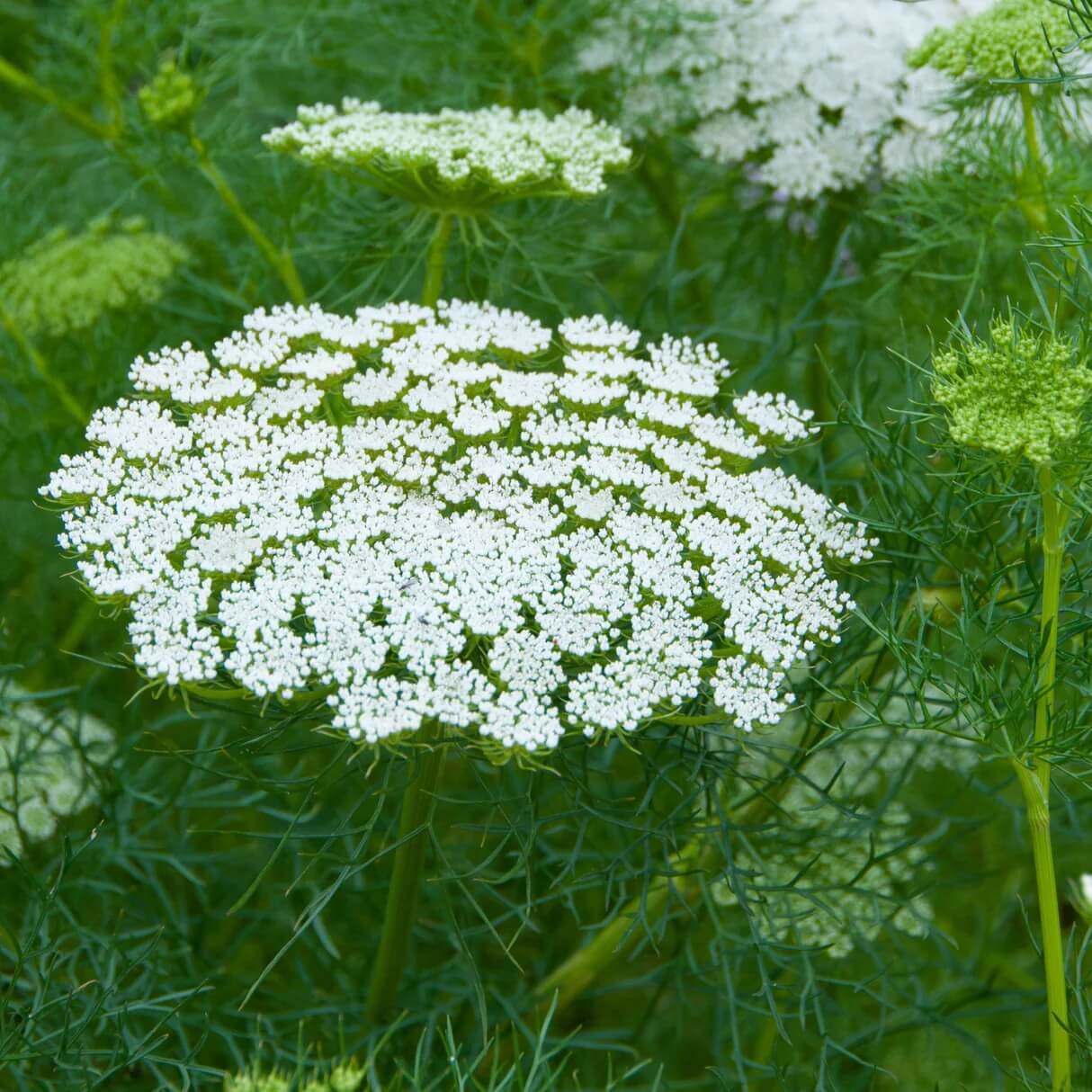 Queen Anne's Lace Seeds - Flower Plant