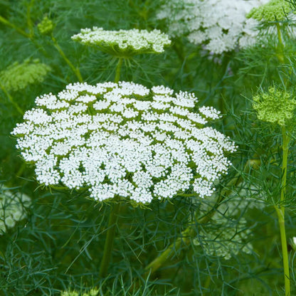 Queen Anne's Lace Seeds - Flower Plant