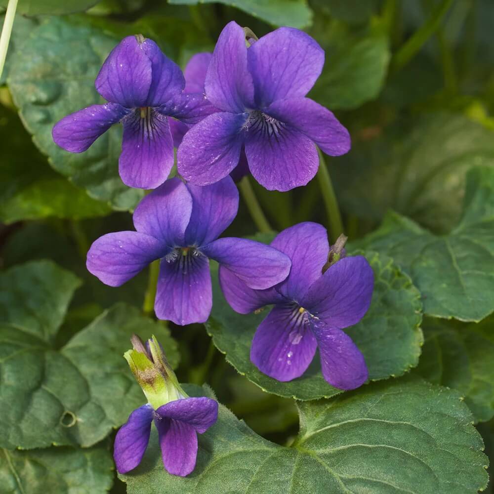 Queen Charlotte Viola Odorata Seeds 
