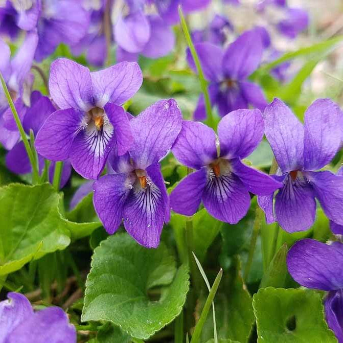 Queen Charlotte Viola Odorata Seeds 