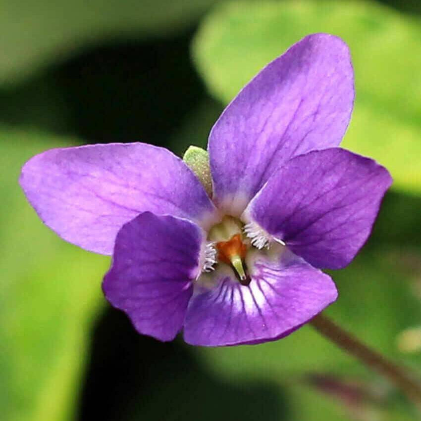 Queen Charlotte Viola Odorata Seeds 