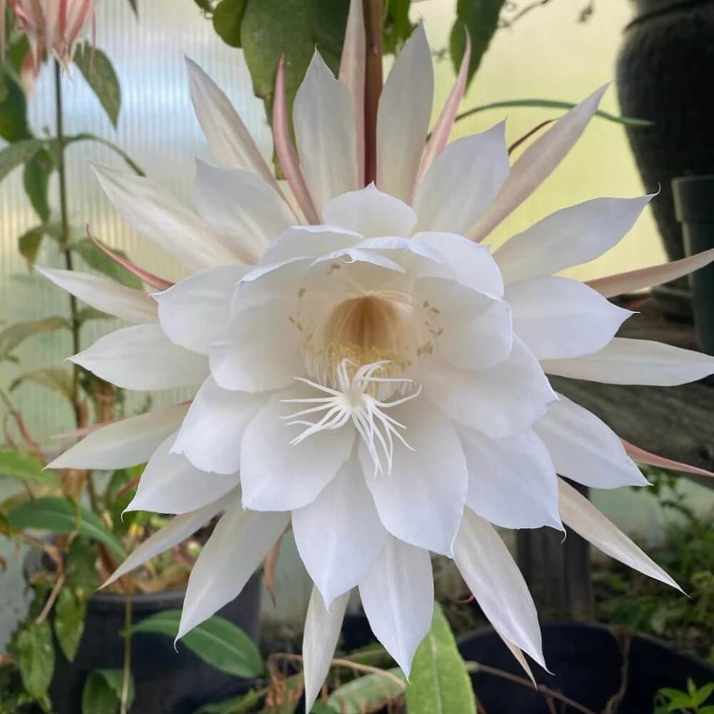 Queen Of The Night Seeds - Flower Plant
