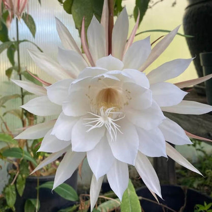 Queen Of The Night Seeds - Flower Plant